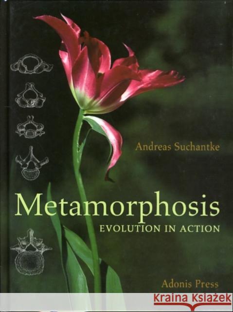 Metamorphosis: Evolution in Action Andreas Suchantke 9780932776396 Adonis Press - książka