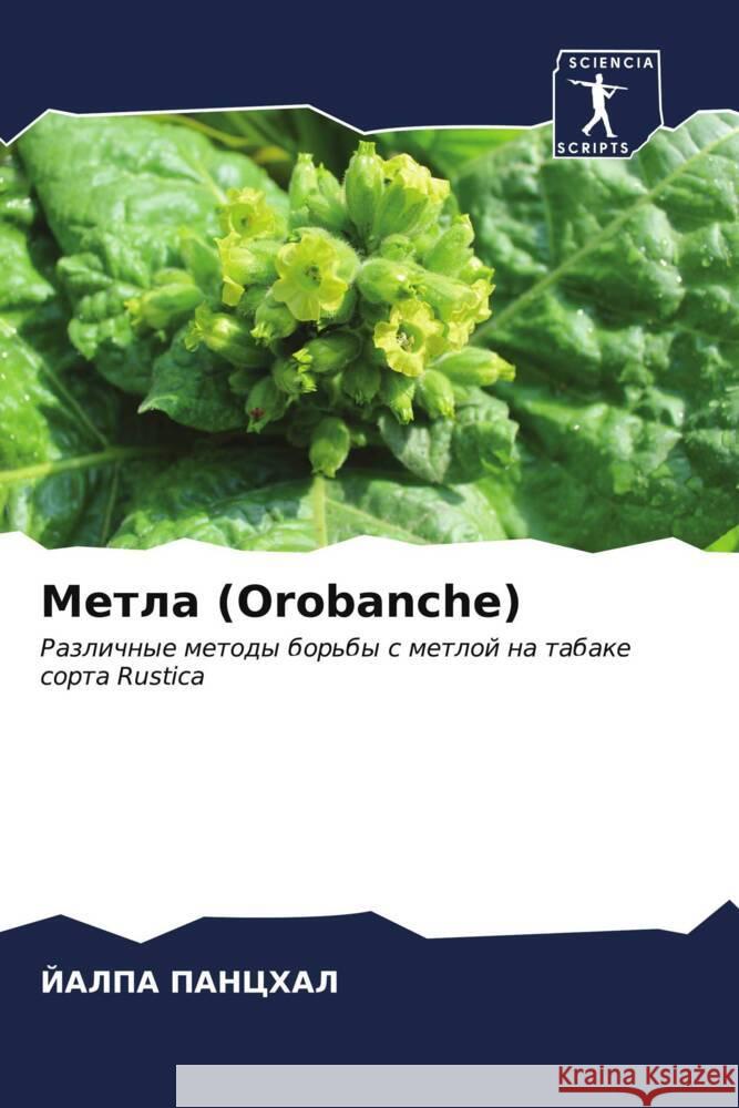 Metla (Orobanche) PANCHAL, JALPA 9786206611820 Sciencia Scripts - książka