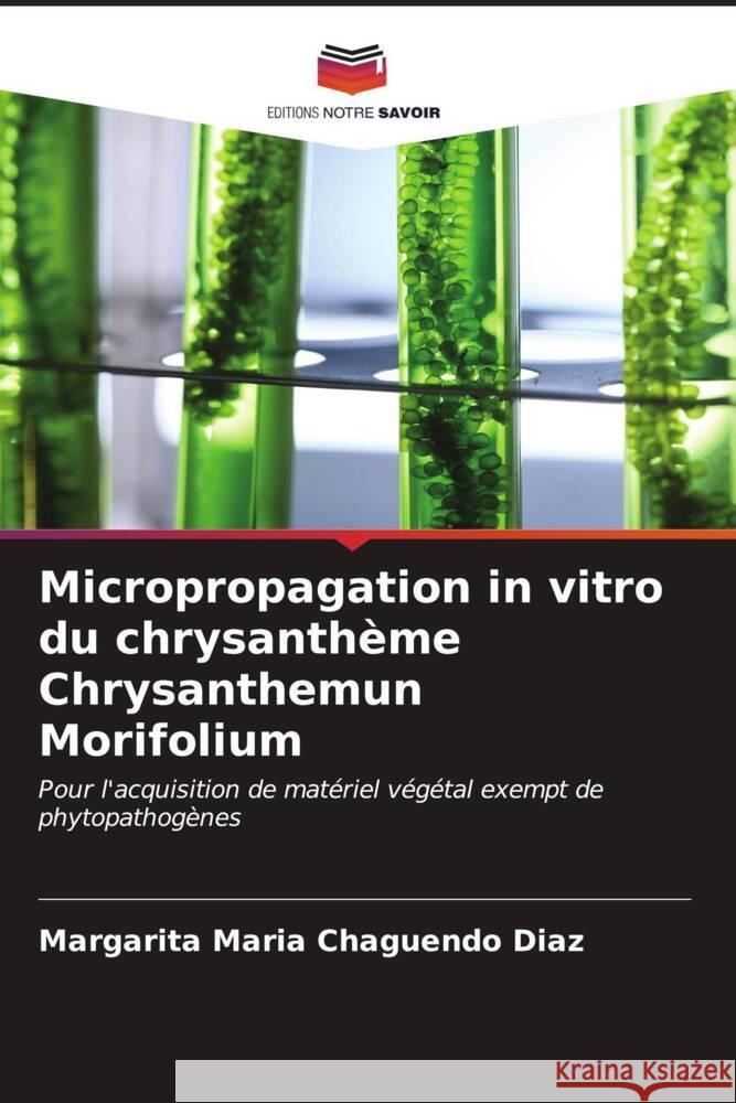 Micropropagation in vitro du chrysanthème Chrysanthemun Morifolium Chaguendo Diaz, Margarita Maria 9786207100125 Editions Notre Savoir - książka