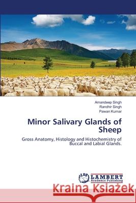 Minor Salivary Glands of Sheep Amandeep Singh Randhir Singh Pawan Kumar 9783659150470 LAP Lambert Academic Publishing - książka