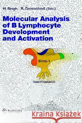 Molecular Analysis of B Lymphocyte Development and Activation Harinder Singh, Rudolf Grosschedl 9783540230908 Springer-Verlag Berlin and Heidelberg GmbH &  - książka