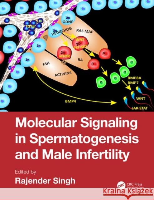 Molecular Signaling in Spermatogenesis and Male Infertility Rajender Singh 9780367199302 CRC Press - książka