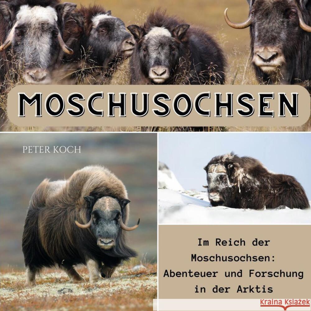 Moschusochsen Koch, Peter 9783750565333 27amigos - książka