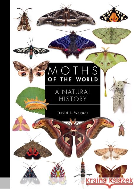 Moths of the World: A Natural History David Wagner 9780691248288 Princeton University Press - książka