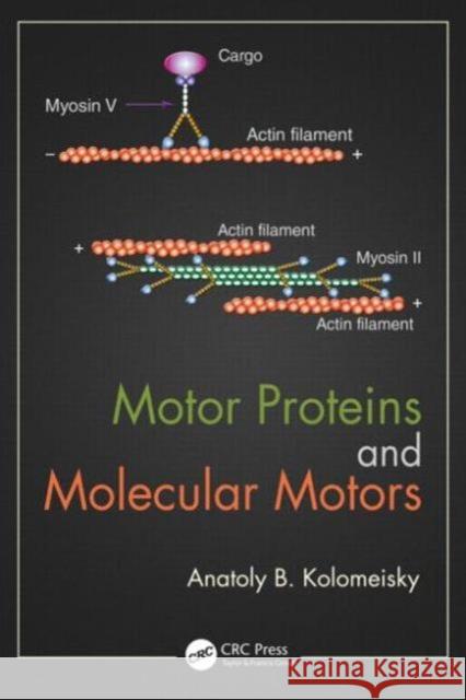 Motor Proteins and Molecular Motors Anatoly B. Kolomeisky 9781482224757 CRC Press - książka