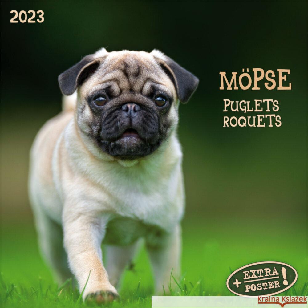 Möpse 2023  9783959291385 Tushita - książka