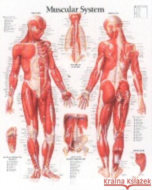 Muscular System with Male Figure Laminated Poster   9781930633032  - książka