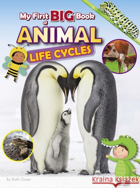 My First BIG Book of ANIMAL Life Cycles Ruth Owen 9781788565820 Ruby Tuesday Books Ltd - książka