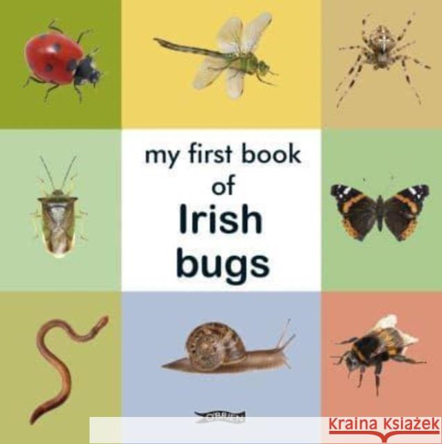 My First Book of Irish Bugs  9781788494359 O'Brien Press Ltd - książka