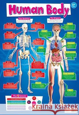 My Human Body Fact Pack IglooBooks   9781786707130 Igloo Books Ltd - książka