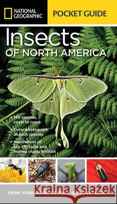 National Geographic Pocket Guide to Insects of North America Arthur V. Evans Jared Travnicek Fernando Baptista 9781426216473 National Geographic Society - książka