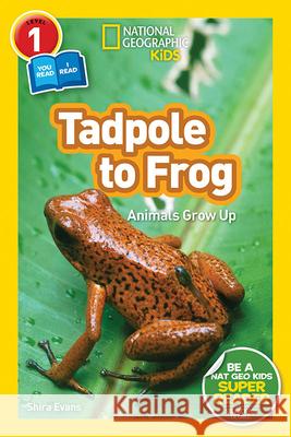 National Geographic Readers: Tadpole to Frog (L1/Co-Reader) Shira Evans 9781426332036 National Geographic Society - książka