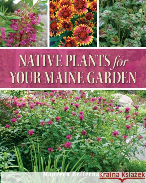 Native Plants for Your Maine Garden Maureen Heffernan 9781684750931 Rowman & Littlefield - książka