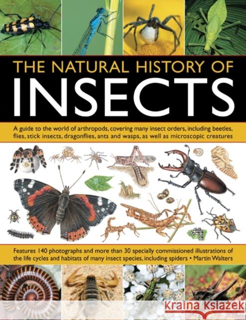 Natural History of Insects Martin Walters 9781844764686  - książka
