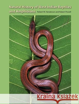 Natural History of West Indian Reptiles and Amphibians Henderson, Robert W. 9780813033945 University Press of Florida - książka