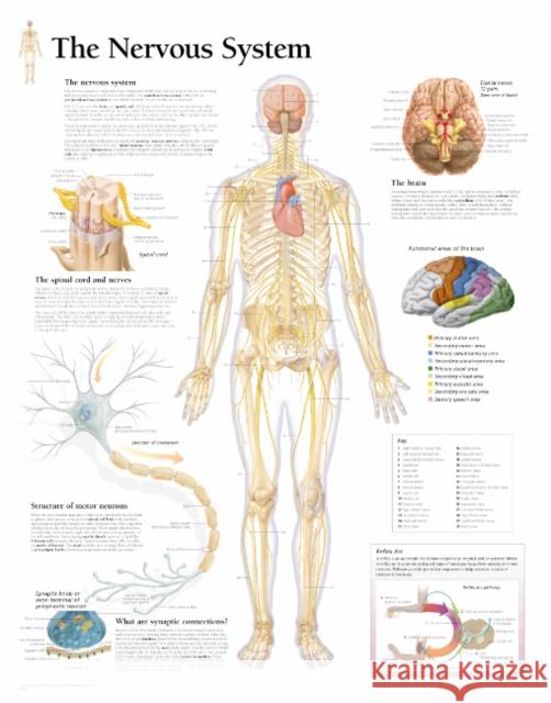 Nervous System Laminated Poster  9781932922080 SCIENTIFIC PUBLISHING - książka
