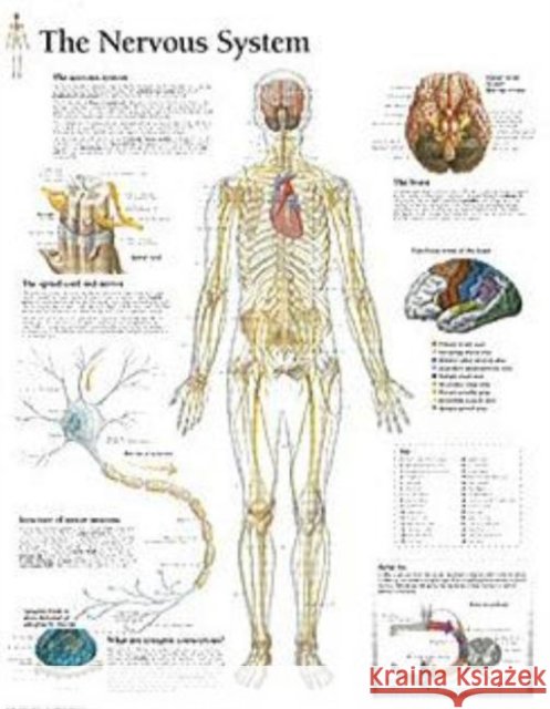 Nervous System Paper Poster Scientific Publishing 9781932922097 Scientific Publishing - książka