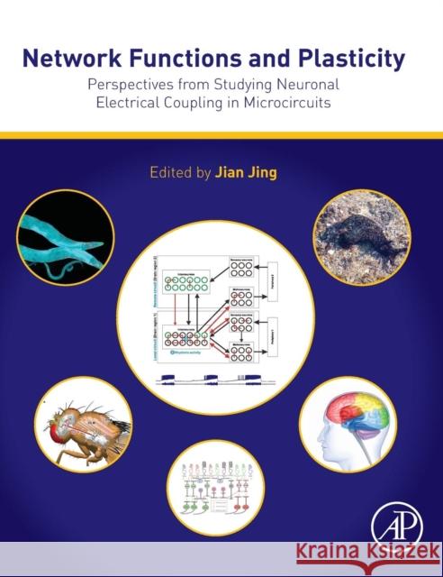 Network Functions and Plasticity: Perspectives from Studying Neuronal Electrical Coupling in Microcircuits Jing, Jian 9780128034712 Academic Press - książka