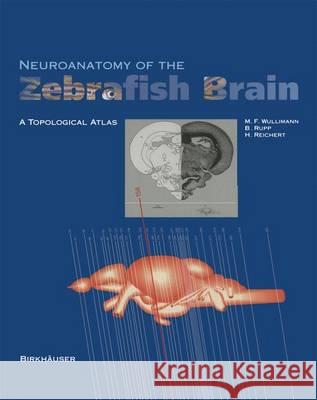 Neuroanatomy of the Zebrafish Brain: A Topological Atlas Wulliman, Mario F. 9783034898522 Birkhauser - książka