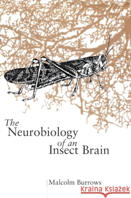 Neurobiol Insect Brain C Burrows 9780198523444  - książka