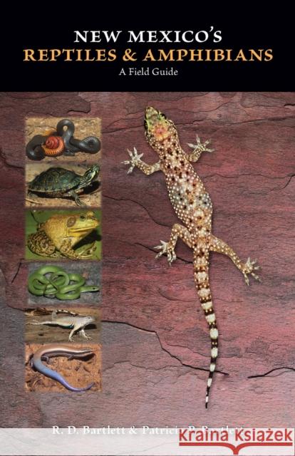 New Mexico's Reptiles and Amphibians: A Field Guide Bartlett, R. D. 9780826352071 University of New Mexico Press - książka