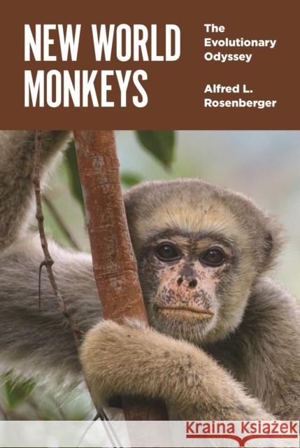 New World Monkeys: The Evolutionary Odyssey Alfred L. Rosenberger 9780691143644 Princeton University Press - książka