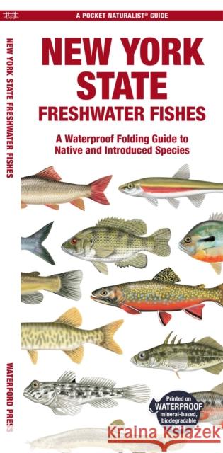 New York State Freshwater Fishes: A Folding Guide to Native and Introduced Species Matthew, Waterford Press Morris 9781620056660 Waterford Press Ltd - książka