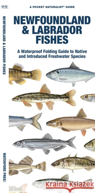 Newfoundland & Labrador Fishes: A Waterproof Folding Guide to Native and Introduced Species Morris, Matthew 9781620056073 Waterford Press - książka