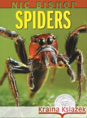 Nic Bishop: Spiders Nic Bishop 9780439877565 Scholastic - książka