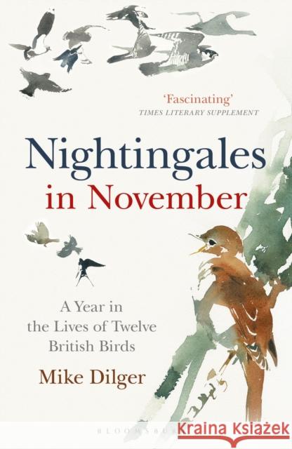 Nightingales in November: A Year in the Lives of Twelve British Birds Mike Dilger 9781472962423  - książka