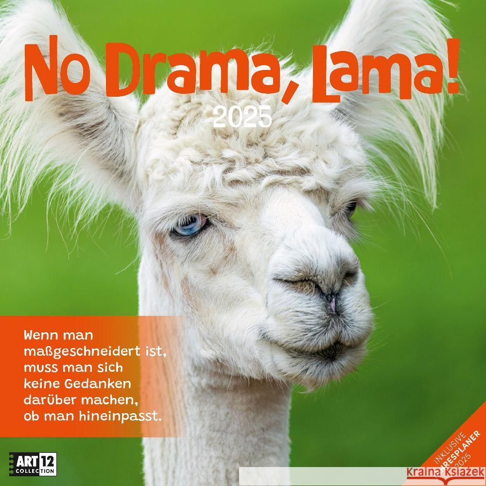 No Drama, Lama! Kalender 2025 - 30x30 Ackermann Kunstverlag 9783838445274 Ackermann Kunstverlag - książka