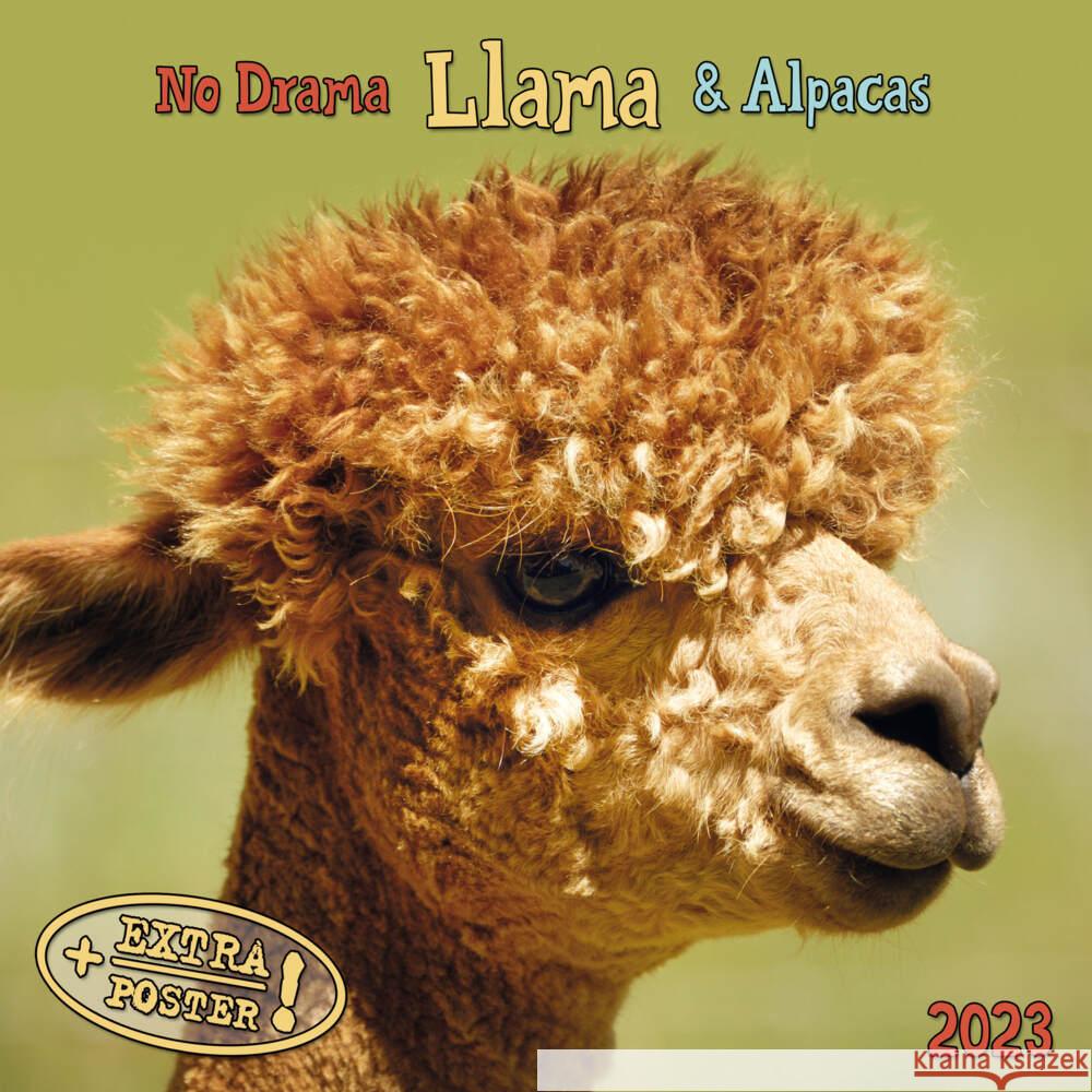 No Drama Llama 2023  9783959291392 Tushita - książka