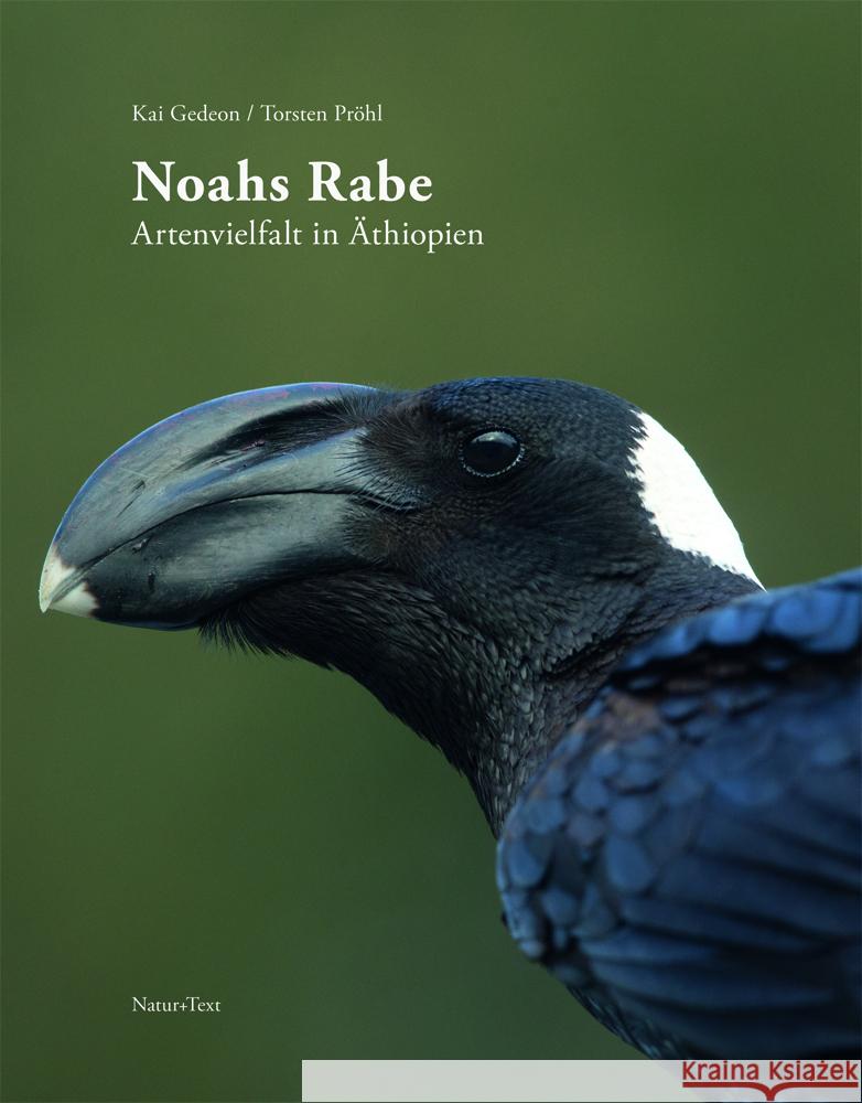 Noahs Rabe Gedeon, Kai 9783942062558 Natur+Text Verlag - książka