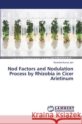 Nod Factors and Nodulation Process by Rhizobia in Cicer Arietinum Jain Ravindra Kumar 9783659623813 LAP Lambert Academic Publishing - książka