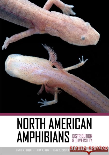North American Amphibians: Distribution & Diversity Green, David M. 9780520266728  - książka