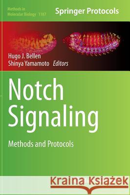 Notch Signaling: Methods and Protocols Bellen, Hugo J. 9781493911387 Humana Press - książka