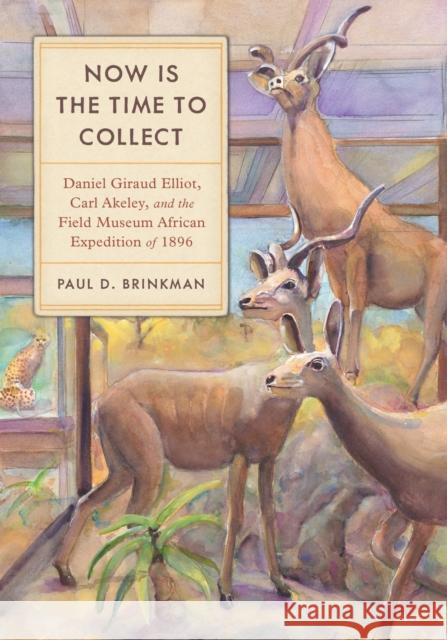 Now Is the Time to Collect: Daniel Giraud Elliot, Carl Akeley, and the Field Museum Africa Expedition of 1896 Paul D. Brinkman 9780817321994 University Alabama Press - książka