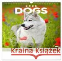 Nástěnný kalendář Psi 2026  8595689352264 Presco Group - książka