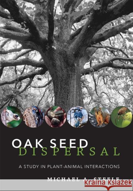 Oak Seed Dispersal: A Study in Plant-Animal Interactions Steele, Michael A. 9781421439013 Johns Hopkins University Press - książka