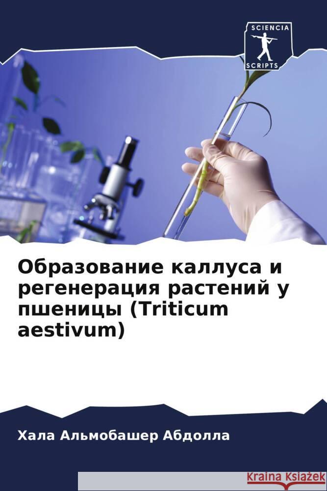 Obrazowanie kallusa i regeneraciq rastenij u pshenicy (Triticum aestivum) Abdolla, Hala Al'mobasher 9786206377573 Sciencia Scripts - książka