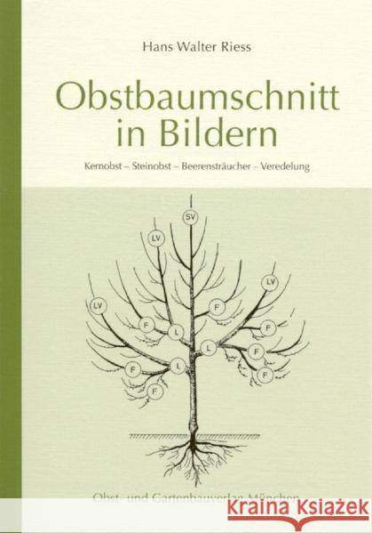 Obstbaumschnitt in Bildern : Kernobst - Steinobst - Beerensträucher - Veredelung Riess, Hans W.   9783875960457 Obst- u. Gartenbauverlag - książka