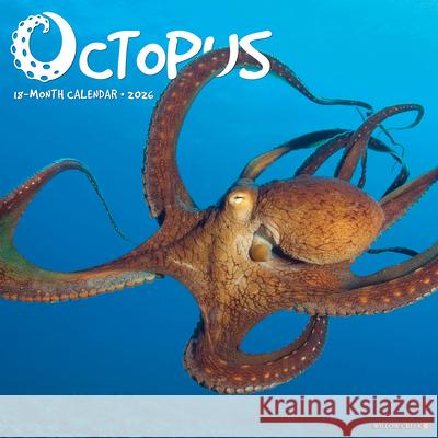 Octopus 12 X 12 Wall Calendar Willow Creek Press 9781549256028 Wlcp - książka