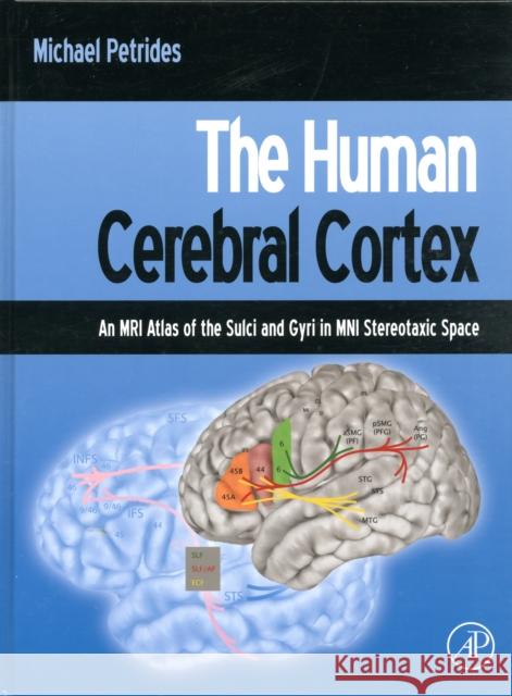 The Human Cerebral Cortex: An MRI Atlas of the Sulci and Gyri in MNI Stereotaxic Space