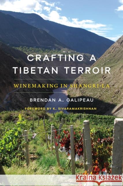 Crafting a Tibetan Terroir: Winemaking in Shangri-La
