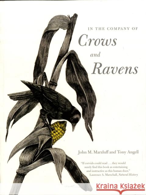 In the Company of Crows and Ravens