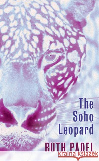 The Soho Leopard