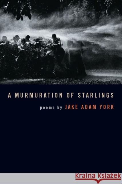 A Murmuration of Starlings