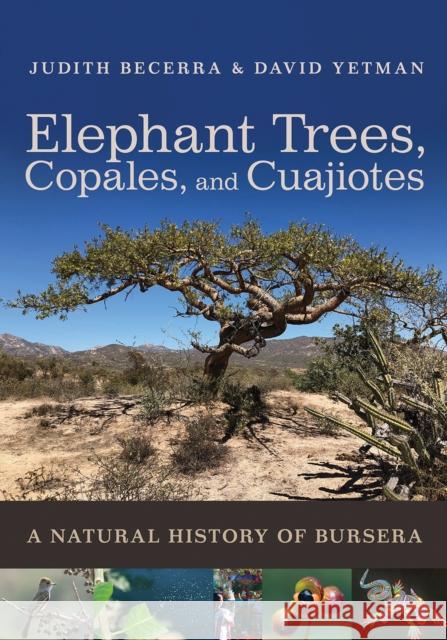 Elephant Trees, Copales, and Cuajiotes