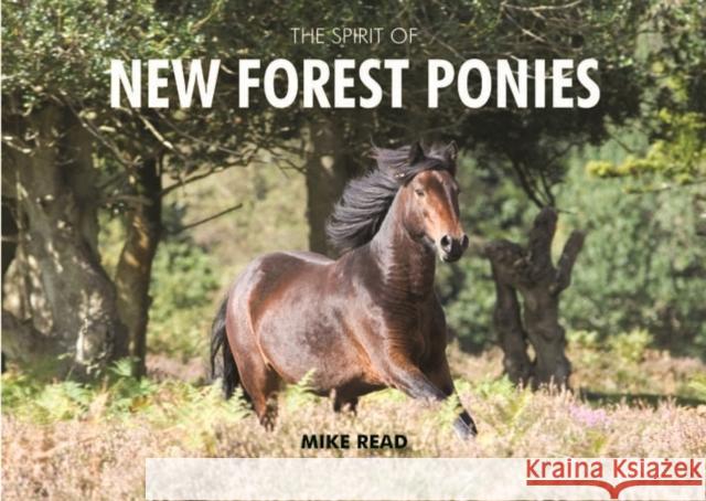 The Spirit of New Forest Ponies