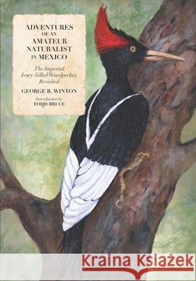 Adventures of an Amateur Naturalist in Mexico: The Imperial Ivory-billed Woodpecker, Revisited